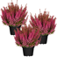 Glockenheide 'Beauty Queen®' pink 12 cm Topf, 3er-Set