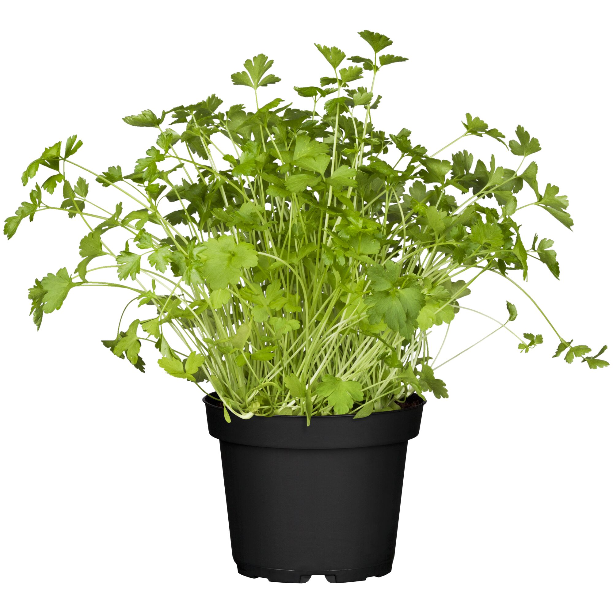 Glatte Petersilie im Topf