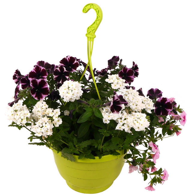 Bild von Mischbepflanzung 27 cm Wasserspeicher-Ampeltopf