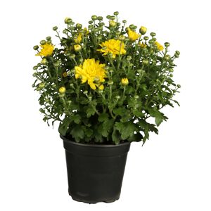 Chrysantheme gelb, Topf 10,5 cm