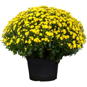 Chrysantheme 40 x gelb, Topf 19 cm