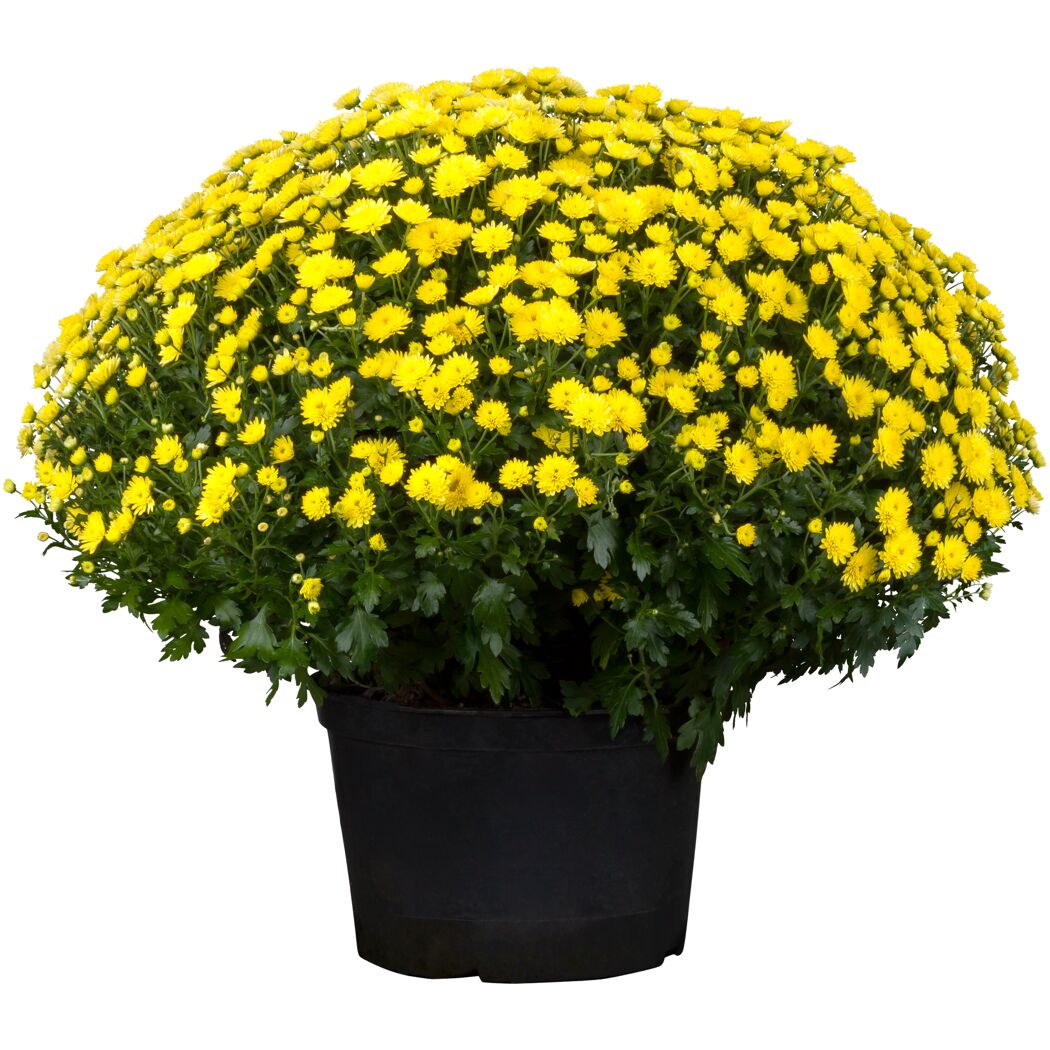 Chrysantheme 40 cm gelb, Topf 19 cm