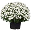 Chrysantheme 40 cm weiss, Topf 19 cm