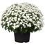 Chrysantheme 40 x weiss, Topf 19 cm