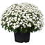 Chrysantheme 40 x weiss, Topf 19 cm