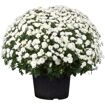 hauptbild