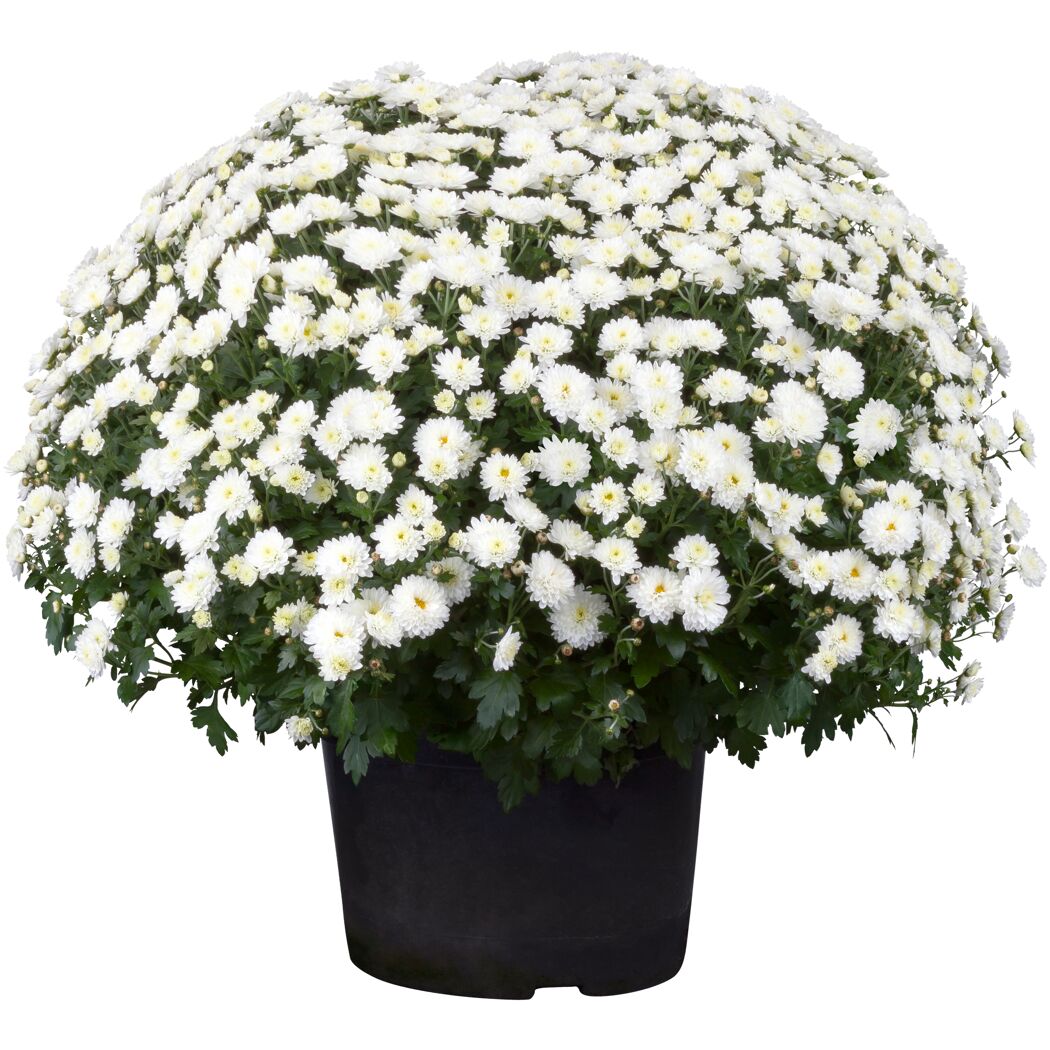 Chrysantheme 40 cm weiss, Topf 19 cm