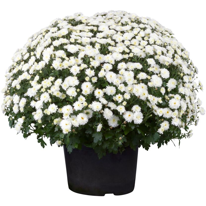 Chrysantheme 40 x weiss, Topf 19 cm