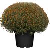 Chrysantheme 40 cm bronze Topf 19 cm