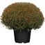 Chrysantheme 40 x, bronze, Topf 19 cm