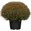 Chrysantheme 40 x, bronze, Topf 19 cm