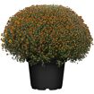 hauptbild