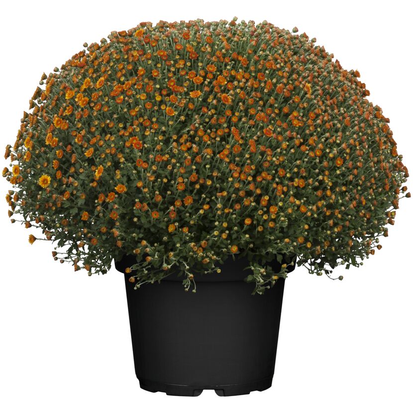 Chrysantheme 40 x, bronze, Topf 19 cm