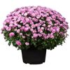 Chrysantheme 40 cm lila, Topf 19 cm