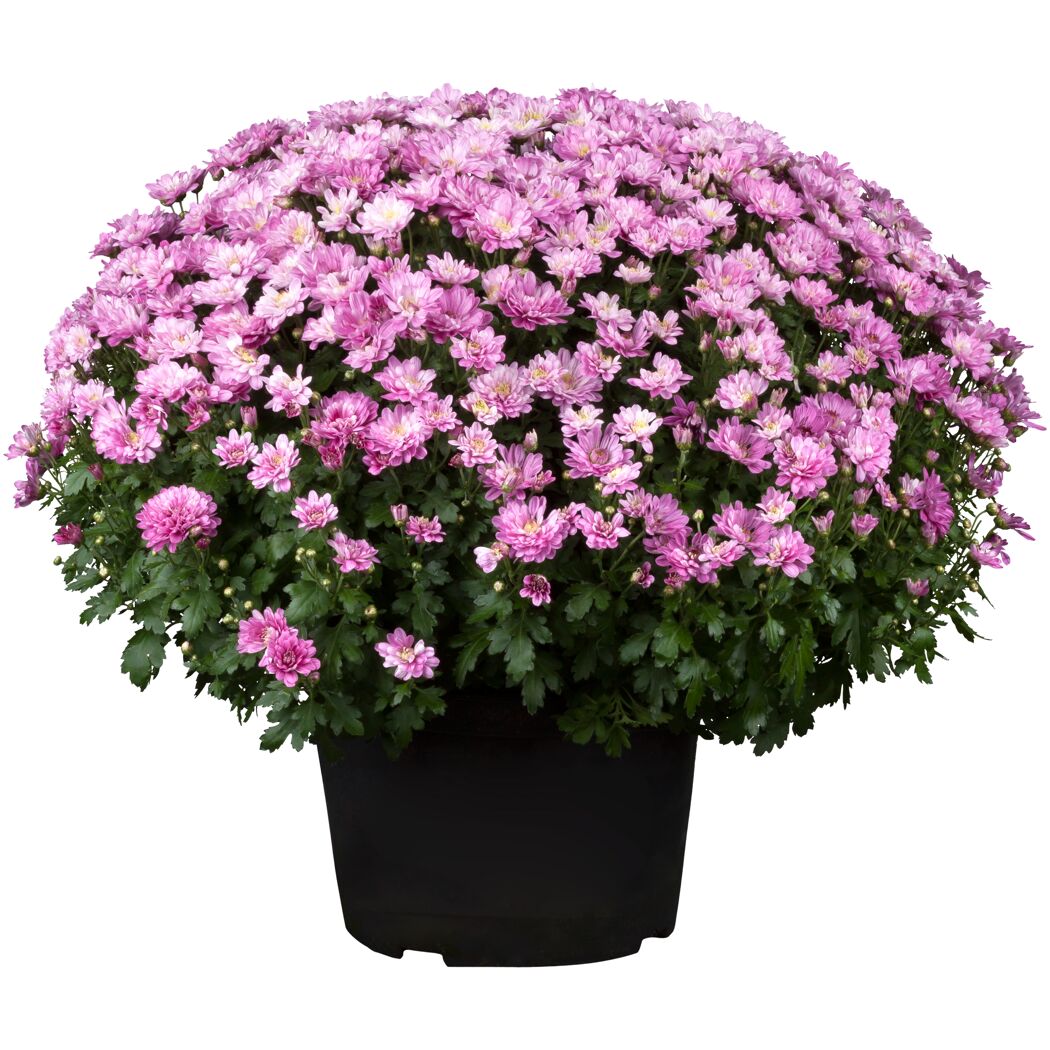 Chrysantheme 40 cm lila, Topf 19 cm