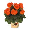 Geranie 'Oh so orange' 12 cm Topf