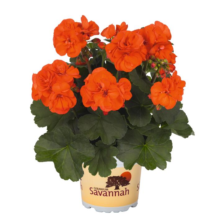 Fairtrade Geranie 'Oh so orange' 12 cm Topf