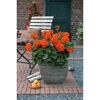 Geranie 'Oh so orange' 12 cm Topf
