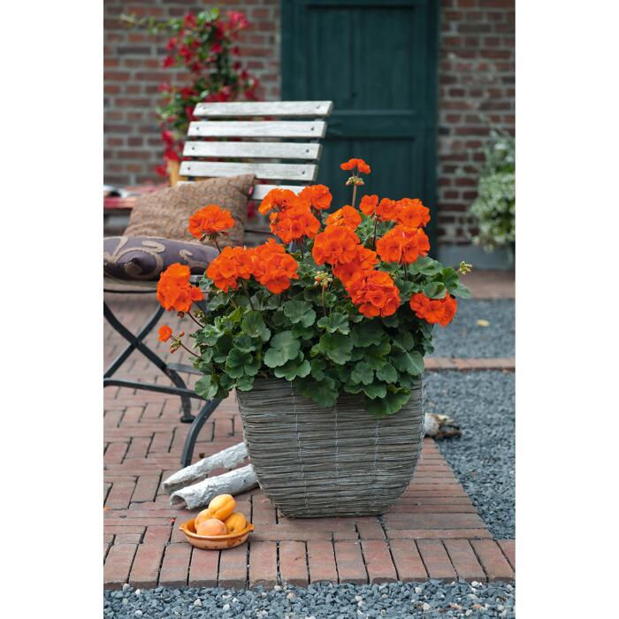 Fairtrade Geranie 'Oh so orange' 12 cm Topf
