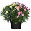 hauptbild