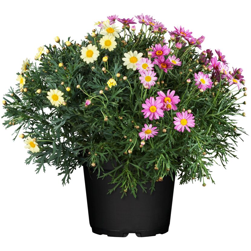 Sommermargerite 'Trio' 18 cm Topf