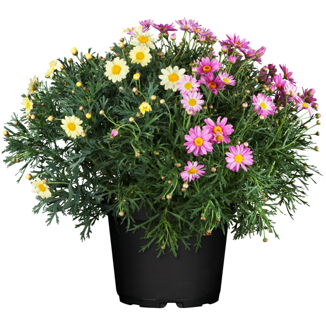 Bild von Sommermargerite 'Trio' 18 cm Topf