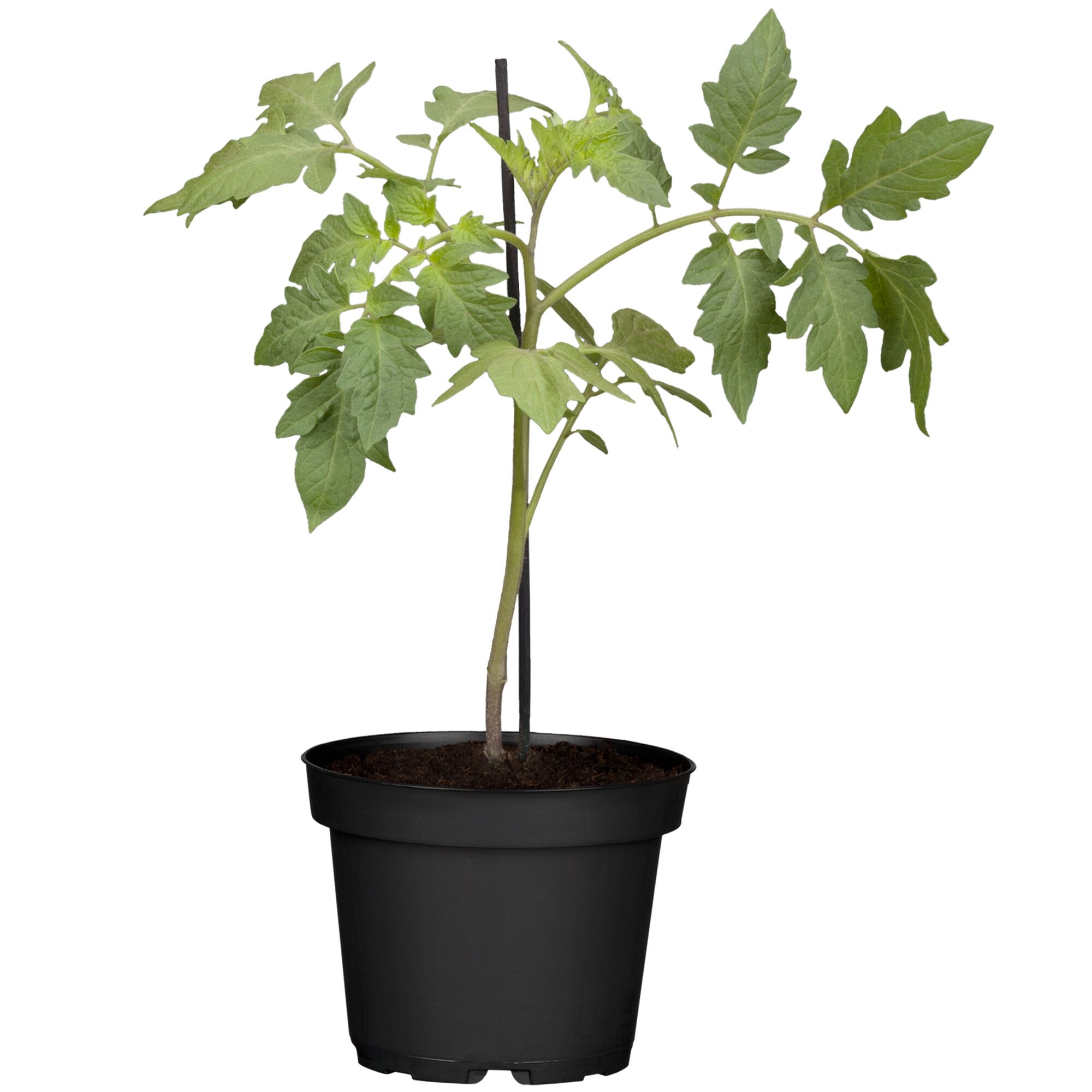 Tomatenpflanze im schwarzen Plastiktopf