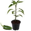 Jalapeño-Jungpflanze im Topf und Jalapeño