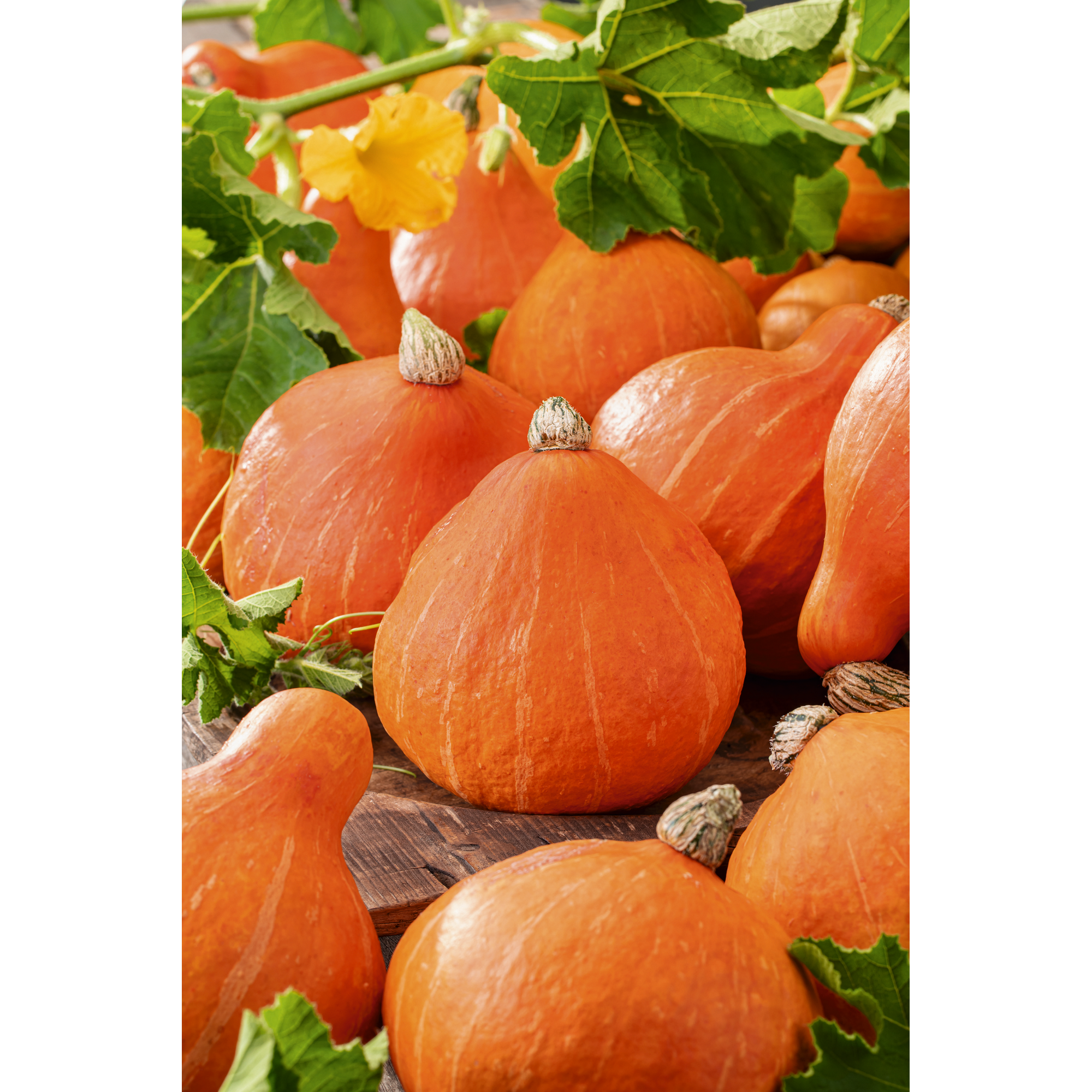 Herz-Hokkaidokürbis 'Love' 10,5 cm Topf