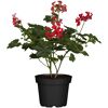 Geranie 'Super Cascade' verschiedene Farben 12 cm Topf