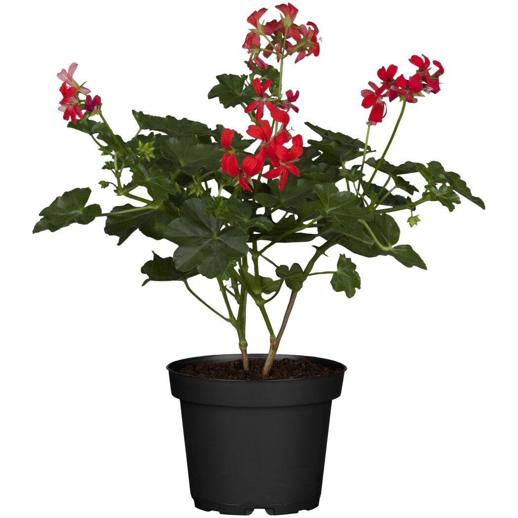 Geranie 'Super Cascade' verschiedene Farben 12 cm Topf