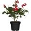 Geranie 'Super Cascade' verschiedene Farben 12 cm Topf