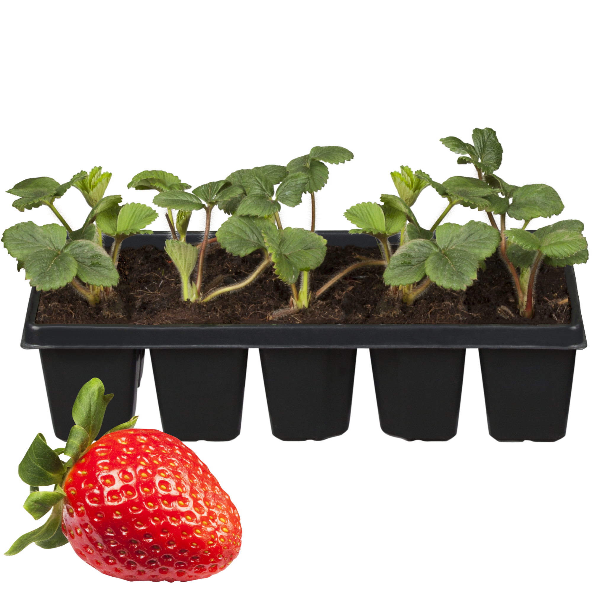 Erdbeere verschiedene Sorten 10er-Tray + product picture
