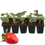 Verkleinertes Bild von Erdbeere verschiedene Sorten 10er-Tray
