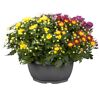 Chrysantheme Farbmix 23 cm Topf