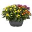 Chrysantheme Farbmix 23 cm Topf