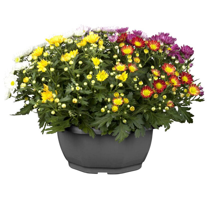 Chrysantheme Farbmix 23 cm Topf