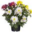 Chrysantheme 'Swifty's Trio' 10,5 cm Topf
