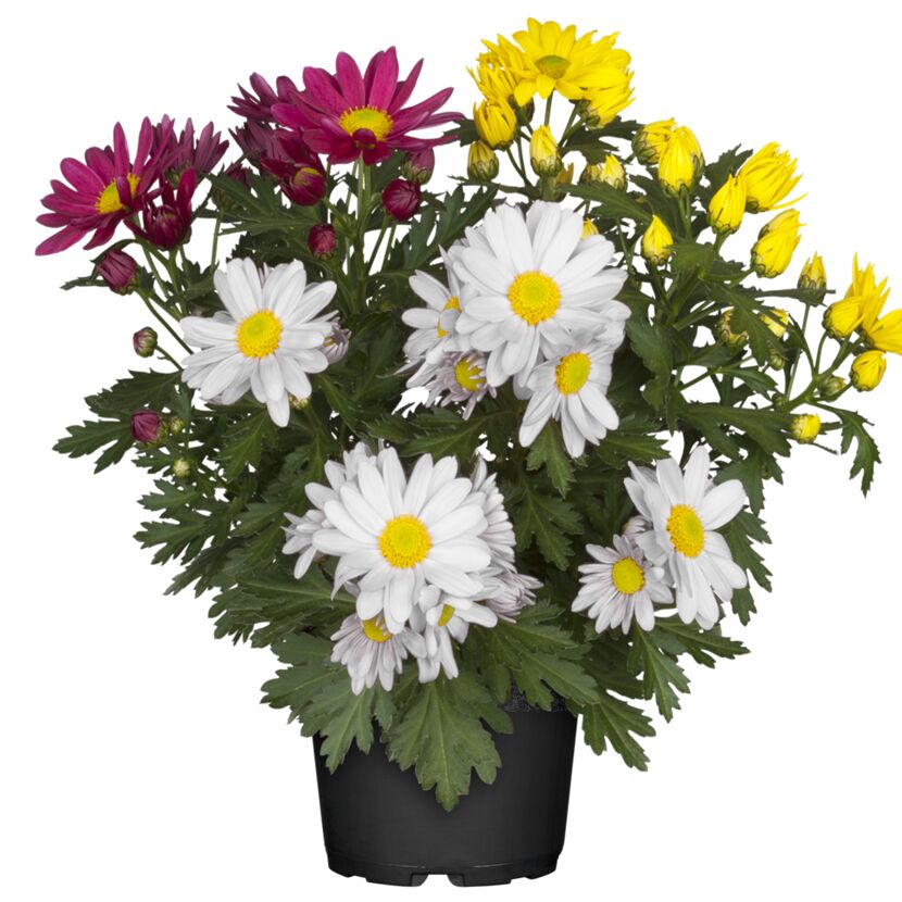 Chrysantheme 'Swifty's Trio' 10,5 cm Topf
