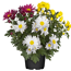 Chrysantheme 'Swifty's Trio' 10,5 cm Topf