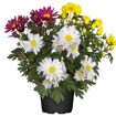 hauptbild