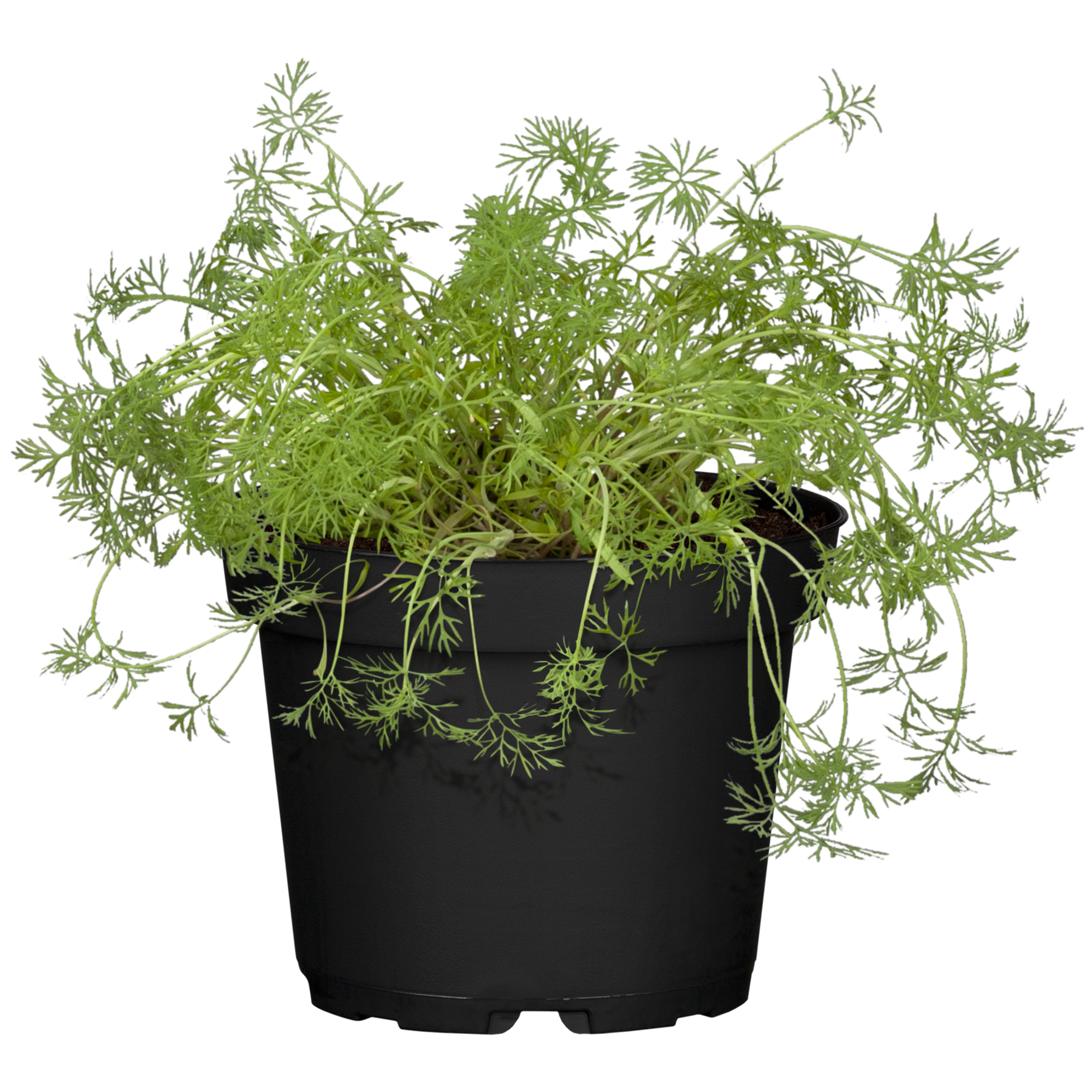 Naturtalent by toom® Bio-Dill 12 cm Topf + product picture