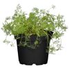 Naturtalent by toom® Bio-Dill 12 cm Topf