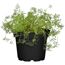 Naturtalent by toom® Bio-Dill 12 cm Topf