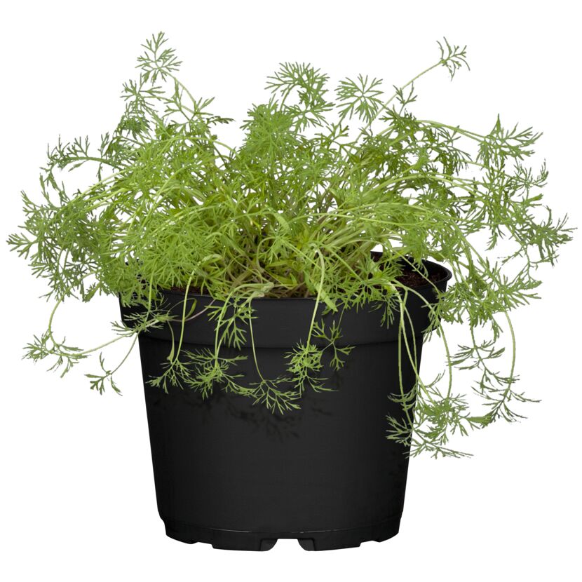 Naturtalent by toom® Bio-Dill 12 cm Topf