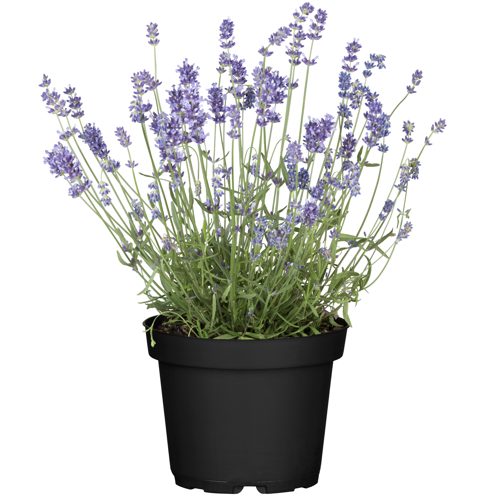 Lavendel 14 cm Topf + product picture