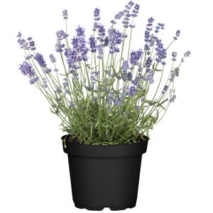 Lavendel 14 cm Topf