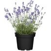 hauptbild