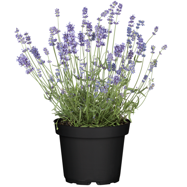 Bild von Lavendel 14 cm Topf