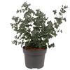 Eukalyptus 19 cm Topf
